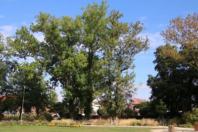 View of trees on field against sky