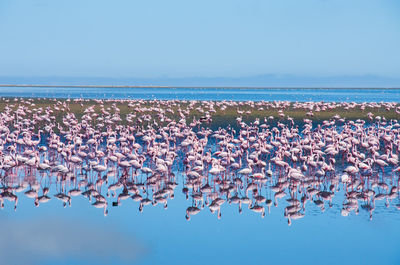 Group of flamingos on shore at beach against clear blue sky