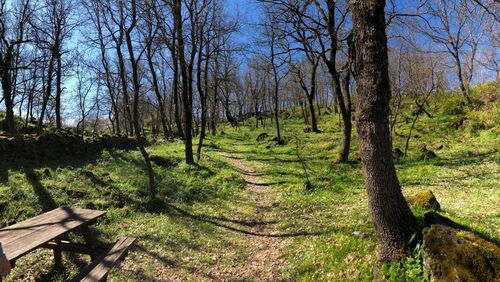 Trees growing in forest