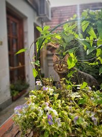 Cat in a plant