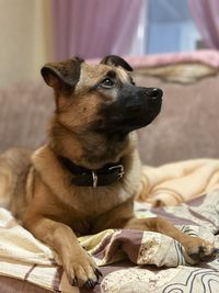 Dog resting on bed at home