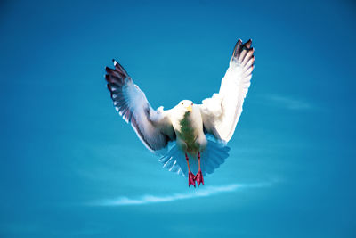 Low angle view of seagulls flying in blue sky