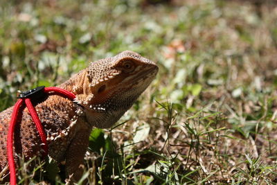 Close-up of lizard