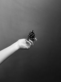 Close-up of hand holding pine cone against wall