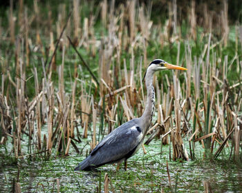 Gray heron perching on grass