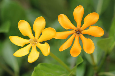 Close-up of yellow flowers blooming outdoors