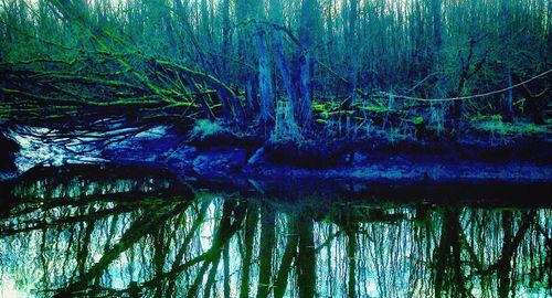 Reflection of trees in lake