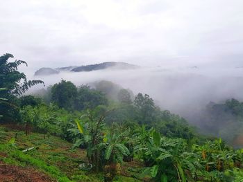 Scenic view of trees on landscape against sky