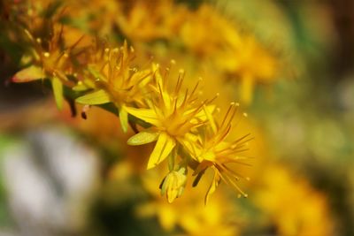 Close-up of yellow flowers growing in garden