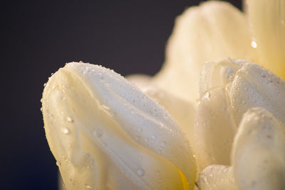 Close-up of cake against black background