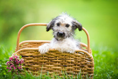 Dog looking away in basket