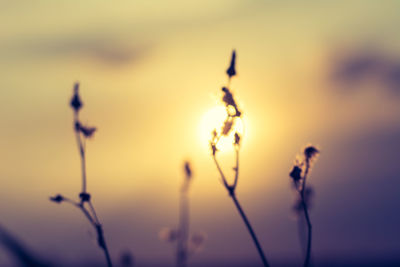 Close-up of plants against blurred background