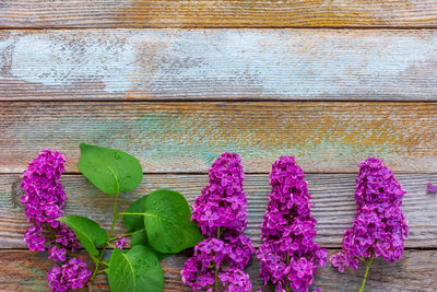 Close-up of purple flowering plants on wood