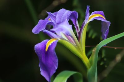 Close-up of purple flowering plant