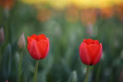 Close-up of red flowers blooming on field