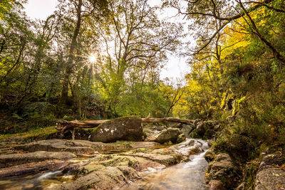 Stream flowing through rocks in forest