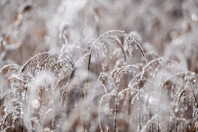 Close-up of frozen plant on field