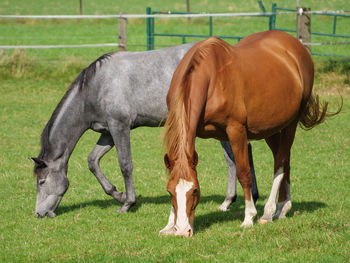 Horse grazing in field