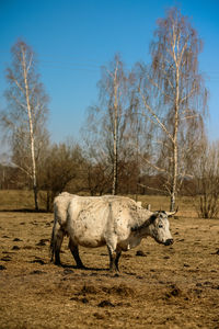 animal
