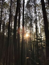 Low angle view of sunlight streaming through trees in forest