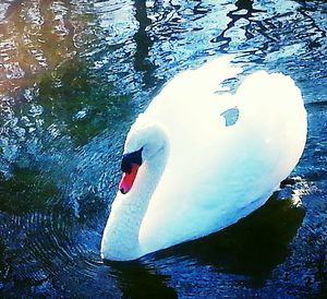 Close-up of swan swimming on lake