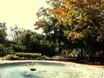 Trees by swimming pool in park during autumn