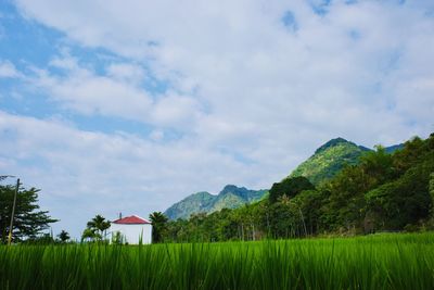 Scenic view of field against sky