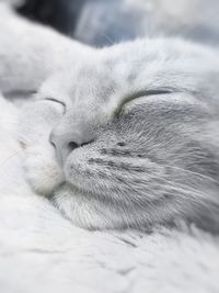 Close-up of cat sleeping