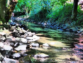 River flowing through rocks in forest