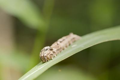 Close-up of insect on leaf