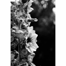 Close-up of flowers blooming outdoors