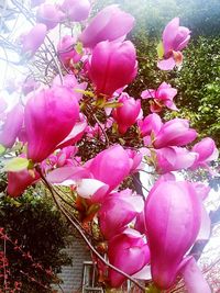 Close-up of pink flowers