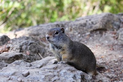 Close-up of squirrel on rock