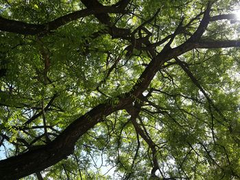 Low angle view of tree