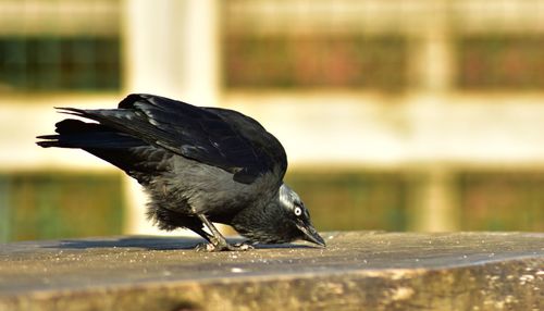 Close-up of bird perching on railing