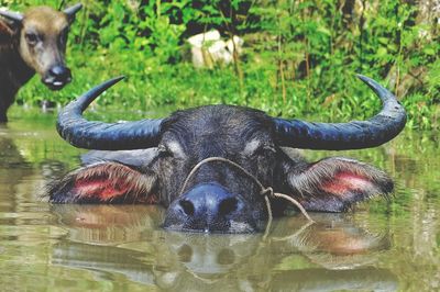 Portrait of buffalo in lake