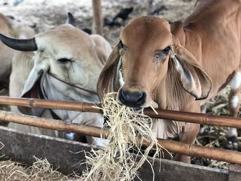 Close-up of horses in pen