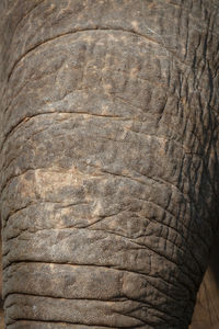 Close-up of elephant in zoo