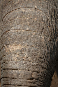 Close-up of elephant in zoo