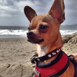 Close-up of dog on beach