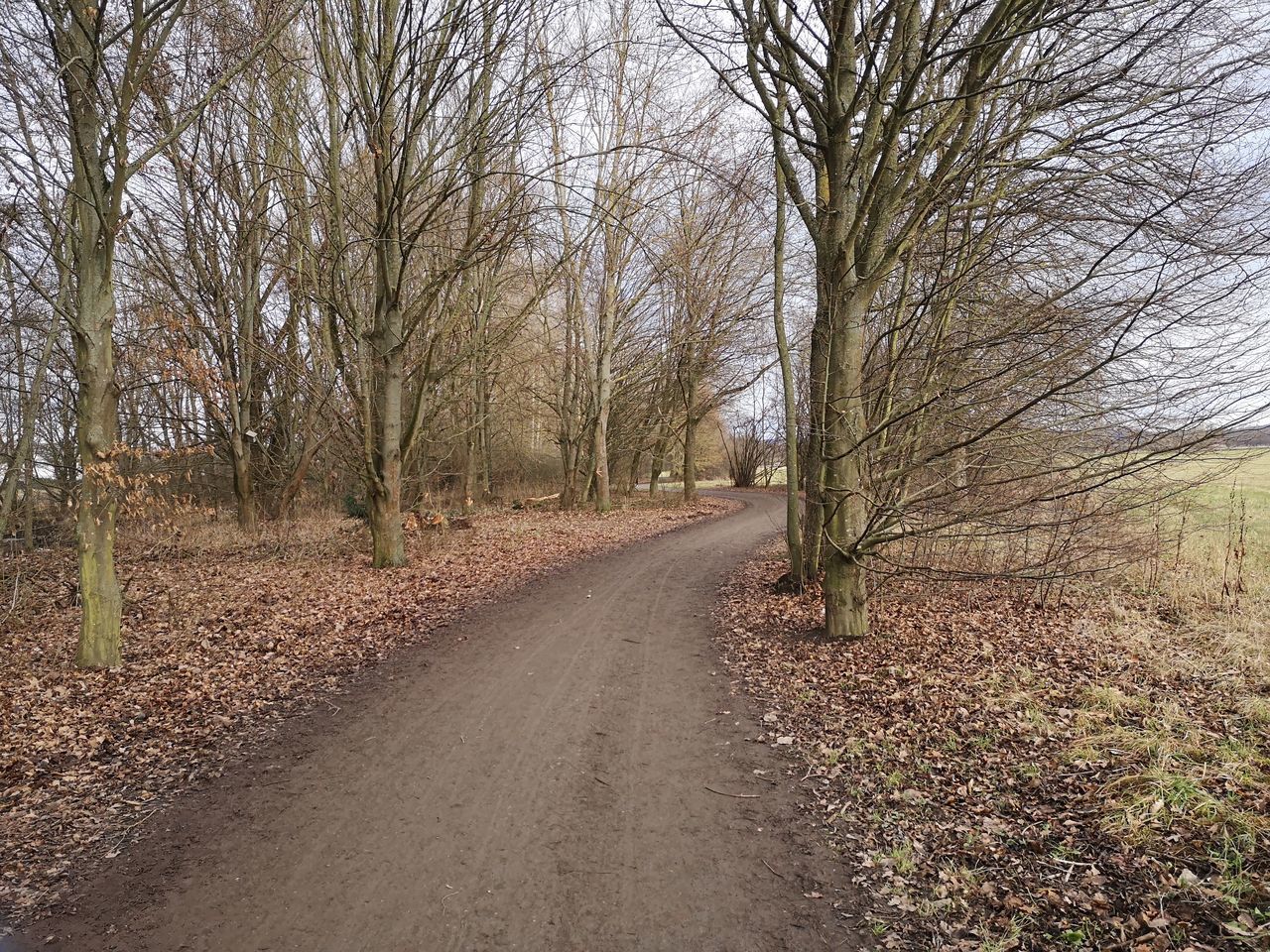 DIRT ROAD AMIDST BARE TREES AND LAND