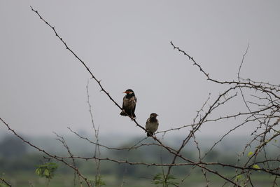 Low angle view of birds perching on bare tree