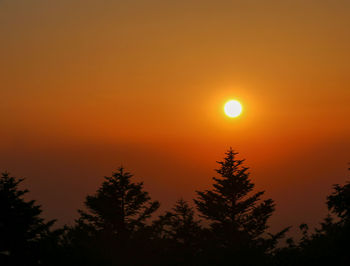 Silhouette of tree at sunset