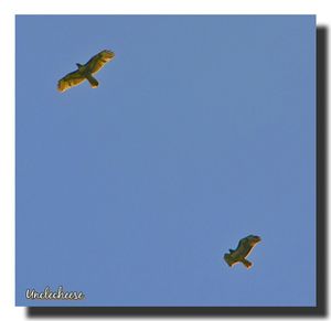 Low angle view of kite flying against blue sky