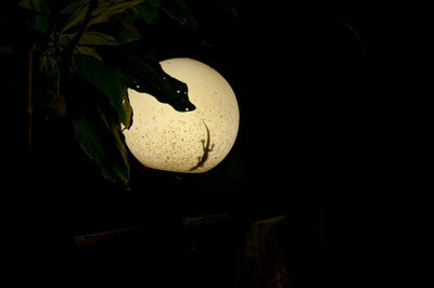 Close-up of fruits against black background