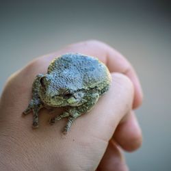 Close-up of person holding ice cream