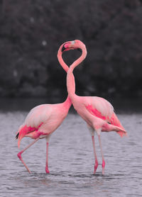 Close-up of two flamingos