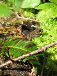 Close-up of squirrel on tree
