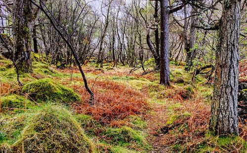 Trees in forest