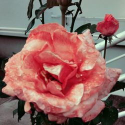 Close-up of rose flower